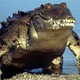 Illustration for article titled Sunday Crocodilian - Crocodylus acutus Edition